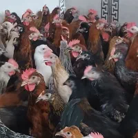 بزرگترین حراج جوجه مرغ خروس۵ ماهه در شیراز