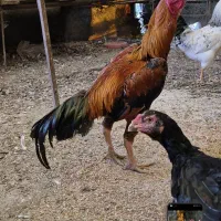 فروش خروس لاری