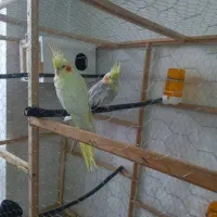 عروس هلندی
