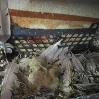 کبوتر|پرنده|سنگر, |دیوار