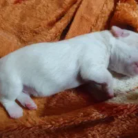 سگ شیتزو جنسیت نر|سگ|ری, اقدسیه|دیوار