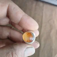 انگشتر شجر کهنه سنبه دار قدیمی