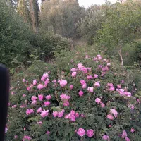 گلاب گیری سنتی سلین