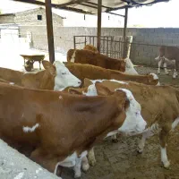 فروش گوساله ۱۰۰الی ۲۰۰کیلو سیمینتال|حیوانات مزرعه|بندر ترکمن, |دیوار