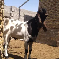 نربز|حیوانات مزرعه|مشهد, شهید رضوی|دیوار