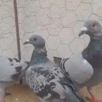 کبوتر المانی پلاکی جوانه|پرنده|گنبد کاووس, |دیوار