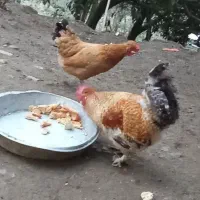 مرغ وخروس