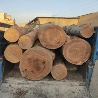 خرید چوب های هیزمی و صنعتی با قیمت بالا در باغ
