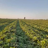 نهال‌توت‌فرهنگی‌سابربنا