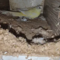 طوطی اوازه خوان ماده زرد روی تخم|پرنده|کاشان, شهرک امیرالمومنین|دیوار