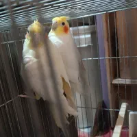 یک جفت عروس هلندی|پرنده|دلیجان, |دیوار