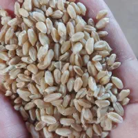فروش-گندم