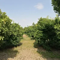 باغ مرکبات ۱۱۰۰ متری در جاده بهنمیر|فروش دفتر صنعتی، کشاورزی، تجاری|کیاکلا, |دیوار