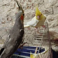 جوجه یک ماهه عروس هلندی سینامون و لوتینو|پرنده|تهران, اتابک|دیوار