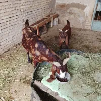 بز افغانی نرمانده