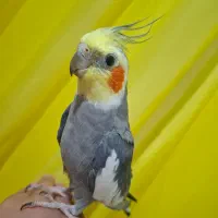 عروس هلندی دستی