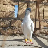 کبوتر پرشی هم جفتی|پرنده|دشتابی, |دیوار