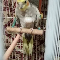 عروس هلندی گمشده