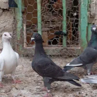 کبوتر نر برازجان