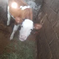 یک راس گاو هلندی با گوساله|حیوانات مزرعه|تیکمه داش, |دیوار