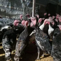 بوقلمون|حیوانات مزرعه|شیراز, پارک کوهستانی بوستان|دیوار