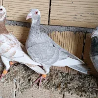 30عدد پرشی|پرنده|مانه, |دیوار