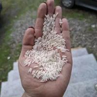 برنج هاشمی اعلا درجه یک|خوردنی و آشامیدنی|تالش, هشتپر|دیوار