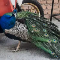 طاووس نر وماده ی چهار ساله