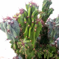 کاکتوس های فوق العاده