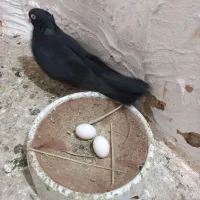 کبوتر صرب|پرنده|اهواز, کوی رمضان|دیوار