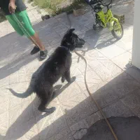 توله ژرمن بلک شیب دار