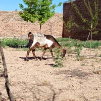 بز و بزغاله