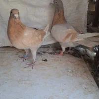 ماده کرم ماده هلی زرد پلاکی