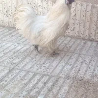 یک عدد خروس ابریشمی