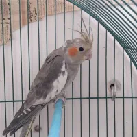 عروس هلندی 5ماهه