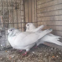 کبوتر جفت نر و ماده شمرون|پرنده|تهران, زعفرانیه|دیوار