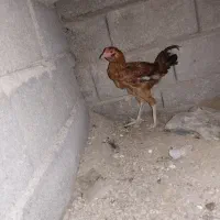 دوتا جوجه خروس درجه یک محلی
