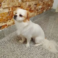 واگذاری توله پکینز