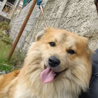 سگ خاص|سگ|بندر انزلی, پردیس|دیوار