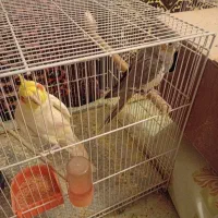 عروس هلندی|پرنده|تربتحیدریه, یحیی آباد|دیوار