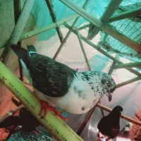 کفتر|پرنده|جیرفت, |دیوار