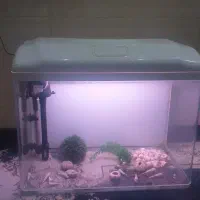 آکواریوم|ماهی|قم, بنیاد|دیوار