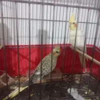 یک جفت عروس هلندی آماده تضمینی