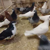 ۱۶ تا دورگ ، کفتر پرش بوم