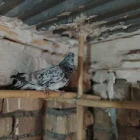 کبوتر|پرنده|ساوه, |دیوار