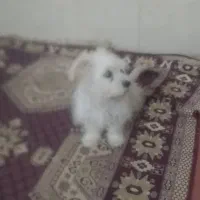 سگ پاکوتاه شیتزو