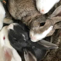 ۸عدد خرگوش سالم و بزرگ نر و ماده