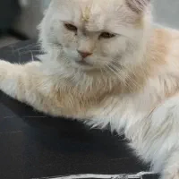 گربه ماده اسکاتیش لانگ هایر|گربه|پردیس, فاز ۸|دیوار