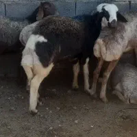 بره قوچ بروجردی