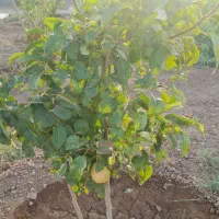 زمین کشاورزی  وباغی|فروش دفتر صنعتی، کشاورزی، تجاری|حبیب آباد, |دیوار